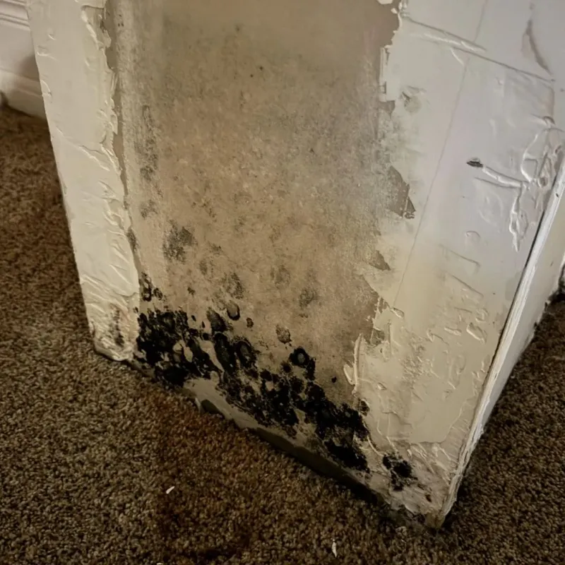 Professional Mold Removal in Charles City, VA